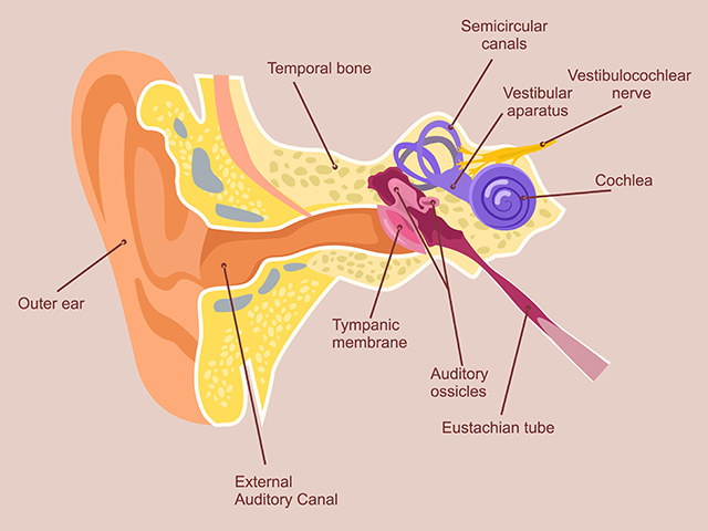 dizziness and balance dysfunction